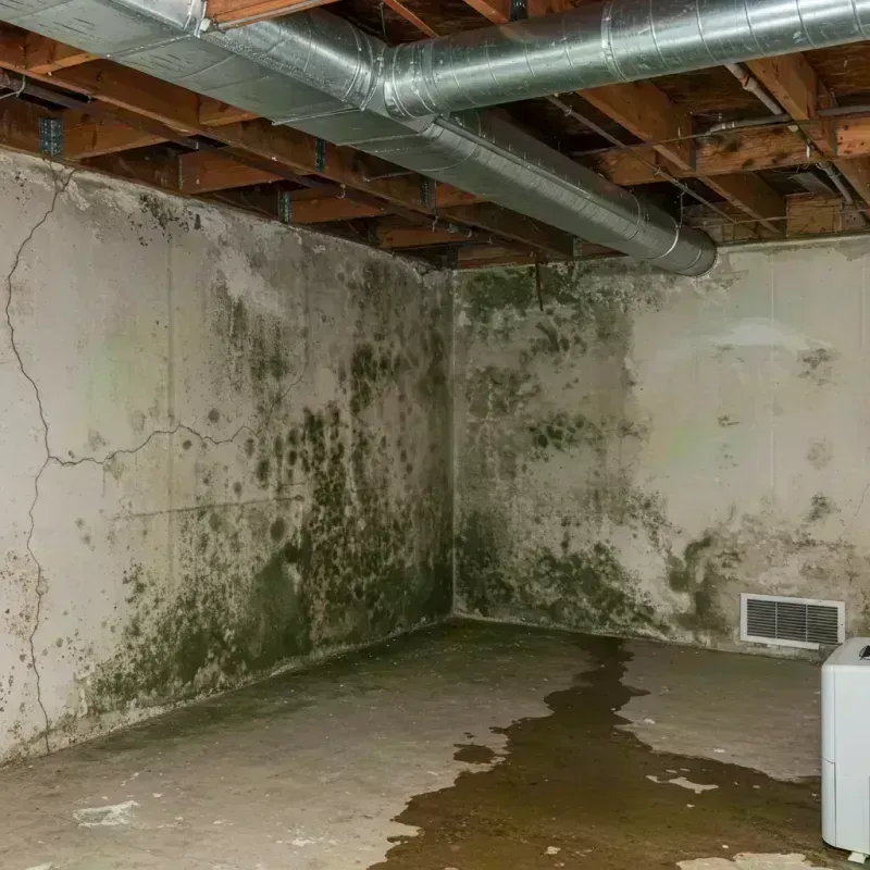 Professional Mold Removal in Villa Park, IL